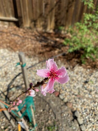 Blooming nectarine