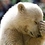 pinoybear